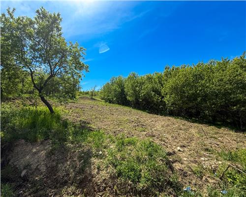 Teren intravilan, 1500 mp, zona Aroneanu Iasi